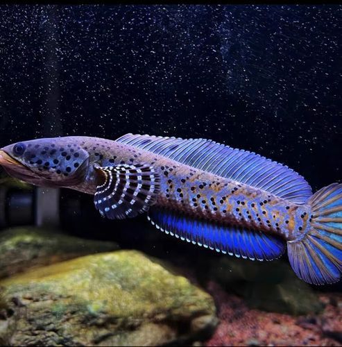 幻彩藍雷龍魚 幻彩藍雷龍魚 龍魚百科 第1張