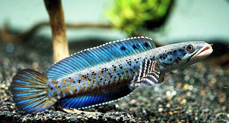 幻彩藍雷龍魚 幻彩藍雷龍魚 龍魚百科 第3張