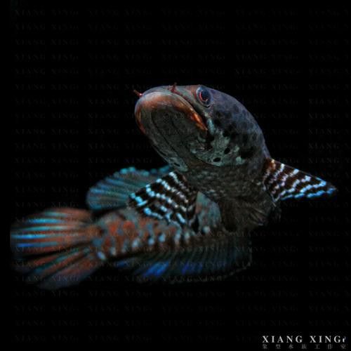幻彩藍雷龍魚 幻彩藍雷龍魚 龍魚百科 第4張