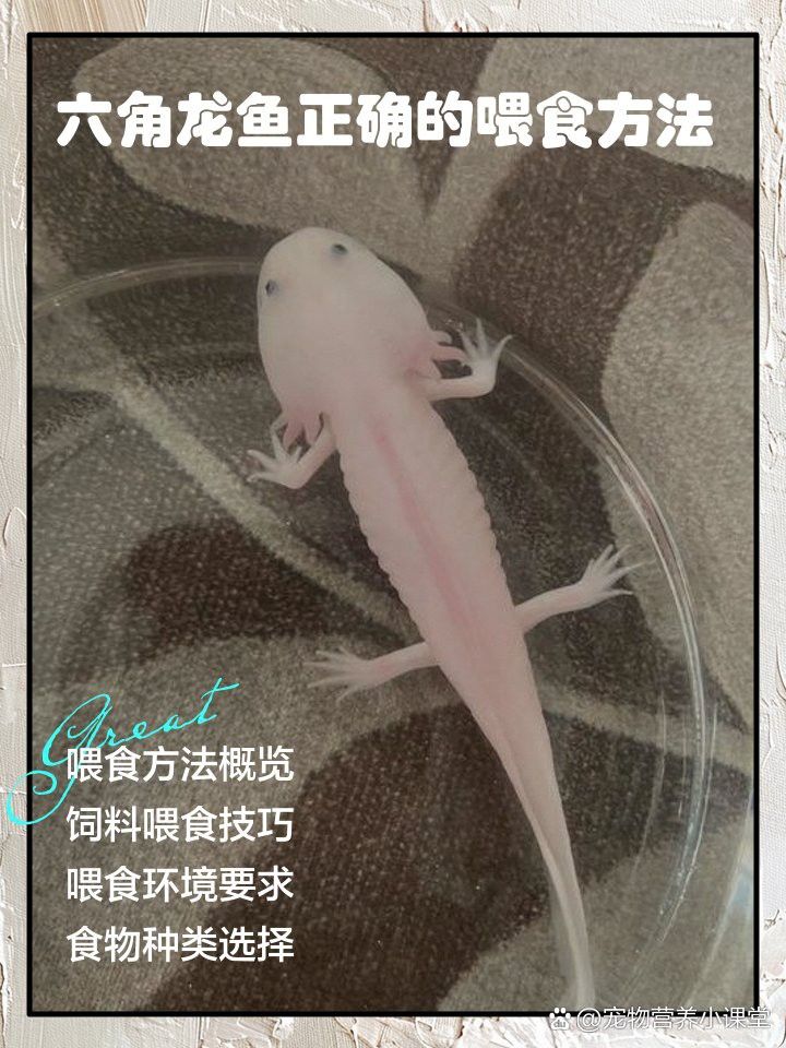 六角龍魚一定要親自喂嗎