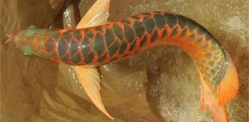 龍魚的水溫33℃