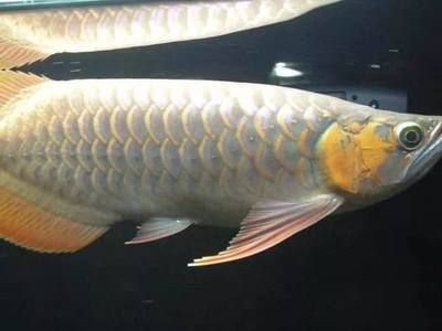 紅龍魚鱗底不干凈（紅龍魚掉鱗片不干凈的原因及處理方法及處理方法）