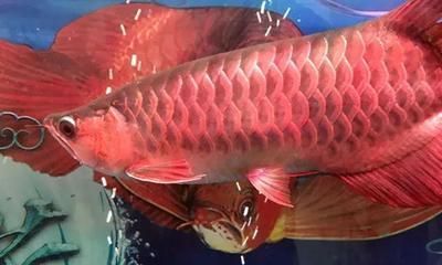 紅龍魚鱗底不干凈（紅龍魚掉鱗片不干凈的原因及處理方法及處理方法）