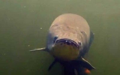 龍魚可以和成吉思汗鯊魚養(yǎng)嗎：龍魚與成吉思汗鯊魚能否共同養(yǎng)殖