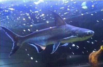 龍魚可以和成吉思汗鯊魚養(yǎng)嗎：龍魚與成吉思汗鯊魚能否共同養(yǎng)殖
