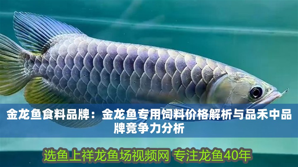 金龍魚食料品牌：金龍魚專用飼料價格解析與品禾中品牌競爭力分析
