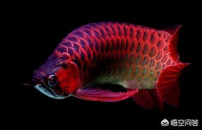 哪里有給龍魚治蒙眼的地方（治療龍魚蒙眼的方法和注意事項和注意事項和注意事項）