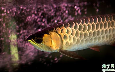 哪里有給龍魚治蒙眼的地方（治療龍魚蒙眼的方法和注意事項和注意事項和注意事項）