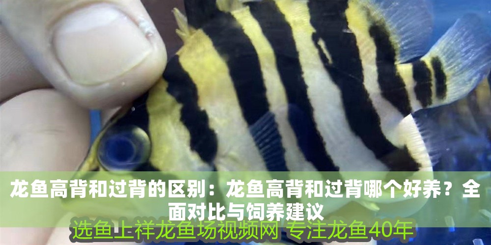 龍魚高背和過背的區別：龍魚高背和過背哪個好養？全面對比與飼養建議