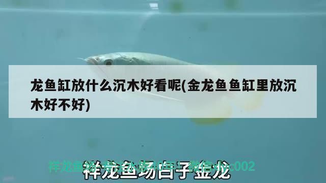龍魚缸放什么沉木好養：如何選擇龍魚缸中的沉木