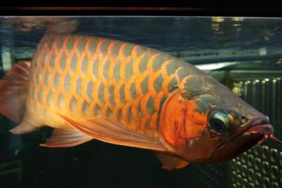龍魚淡水還是海水好養：飼養龍魚的注意事項