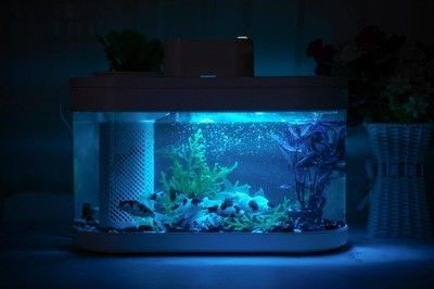 土霉素對龍魚的作用與用量：土霉素對龍魚的作用，治療與預防的關鍵指南