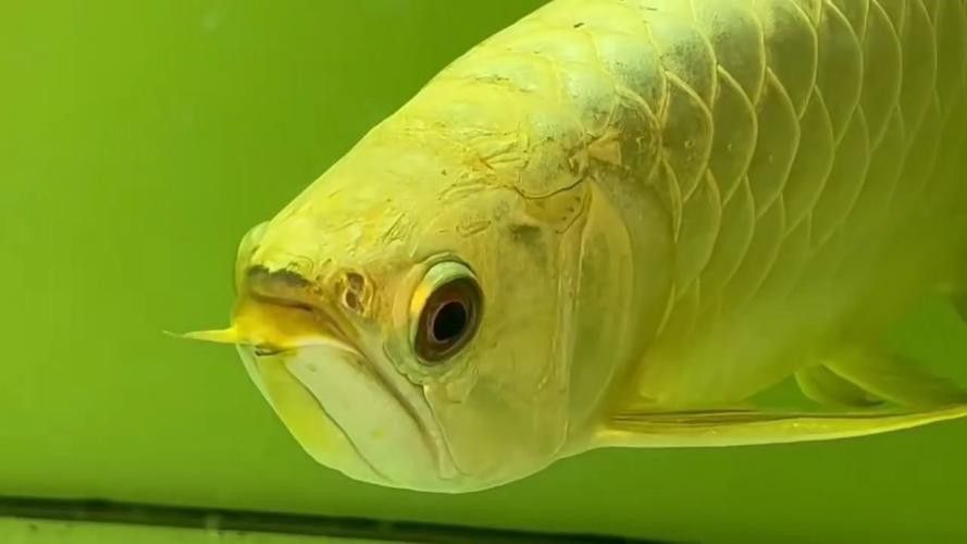 金頭過背金龍魚是怎樣的魚圖片視頻