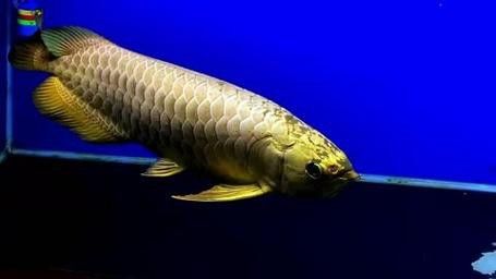 金頭過背金龍魚是怎樣的魚圖片視頻