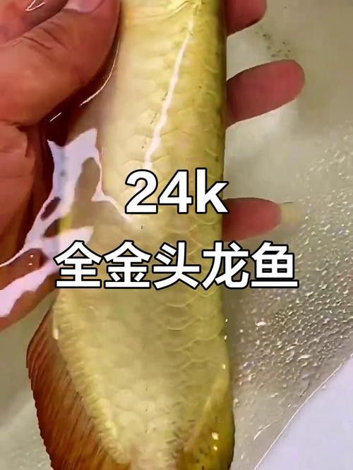 金頭過背金龍魚是怎樣的魚圖片視頻