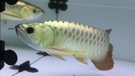金頭過背金龍魚是怎樣的魚圖片視頻