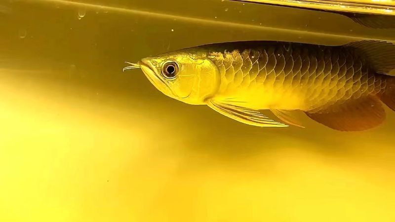 金頭過背金龍魚是怎樣的魚圖片視頻