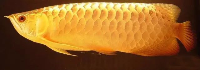 金頭過背金龍魚是怎樣的魚圖片視頻