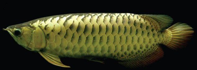 如何判斷過背金龍魚是否達到性成熟？