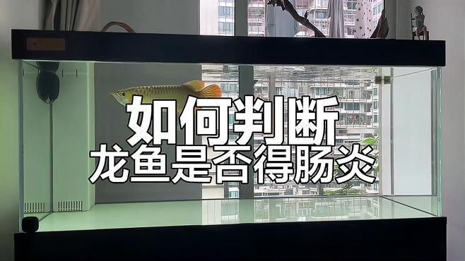 龍魚腸炎早期癥狀有哪些？