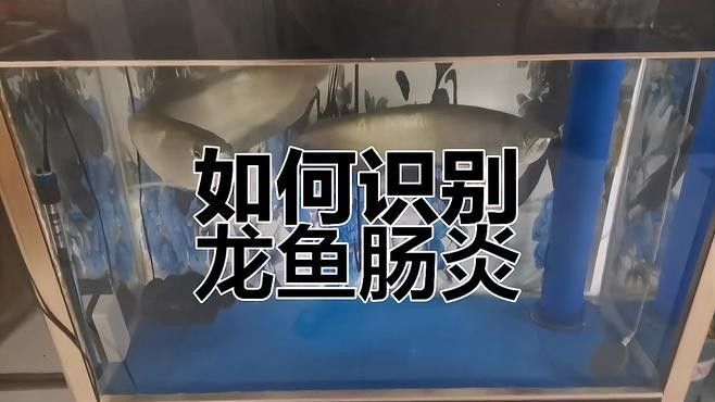 龍魚腸炎早期癥狀有哪些？