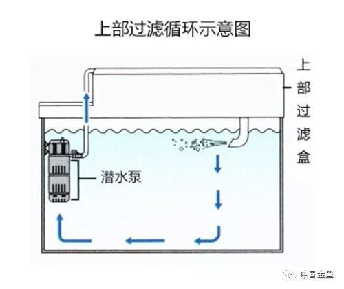 龍魚飼養需要多大的功率過濾器？