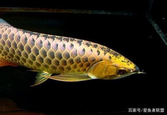 龍魚好丑：關于龍魚的觀賞價值