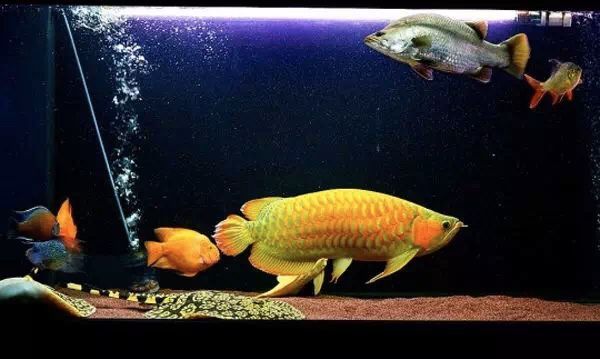 龍魚燈怎么選比較好，龍魚燈的選購與燈光搭配