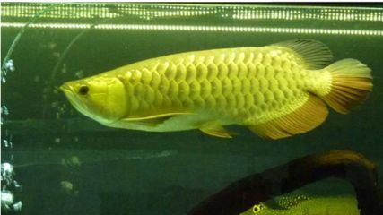 極品金龍魚多少錢（極品金龍魚價格走勢分析金龍魚價格走勢分析）