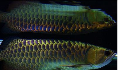 極品金龍魚多少錢（極品金龍魚價格走勢分析金龍魚價格走勢分析）