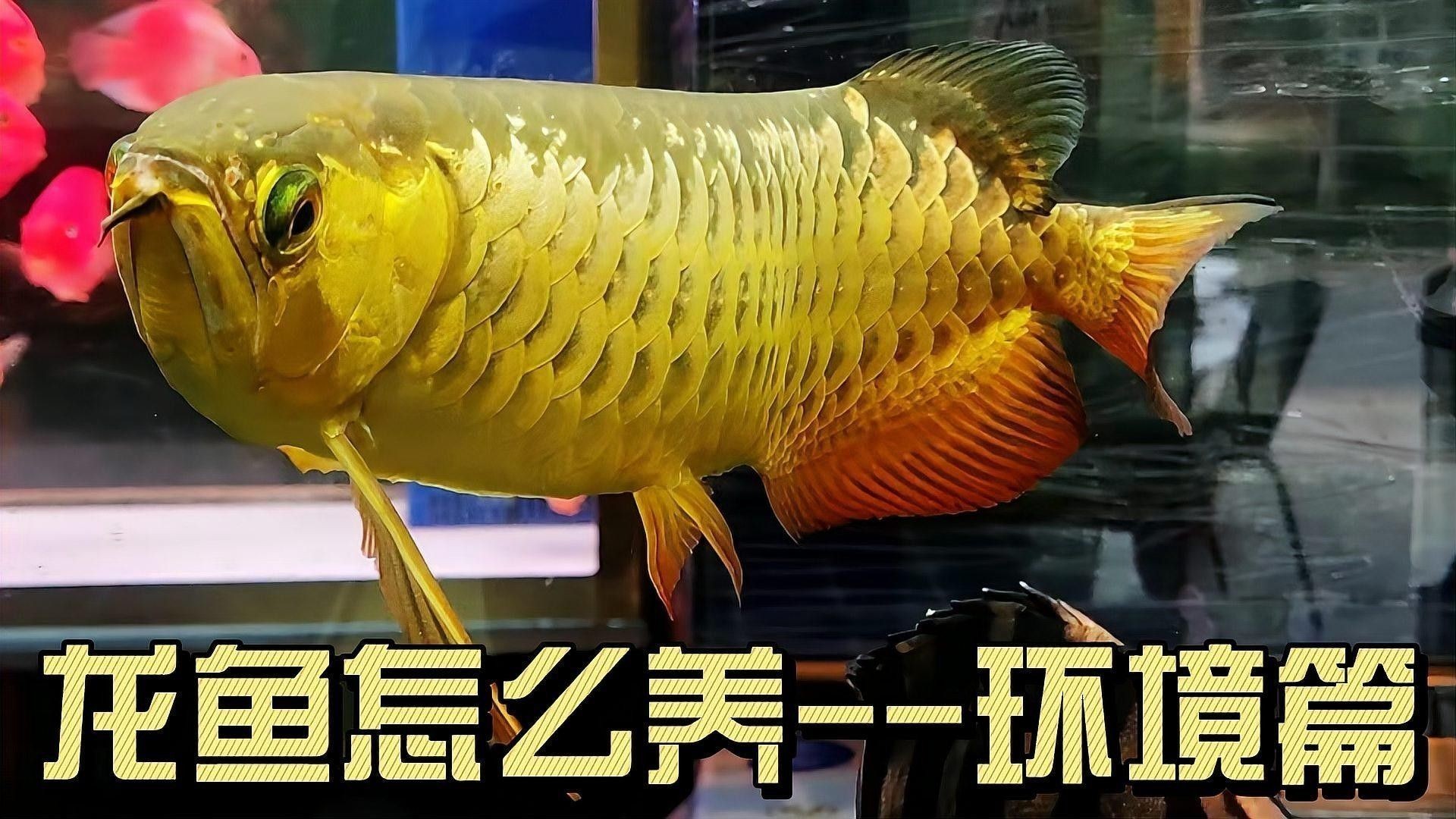 魚缸白色背景可以養龍魚嗎
