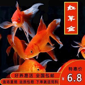 紅龍魚買多大的好養活（紅龍魚怎么養最好）