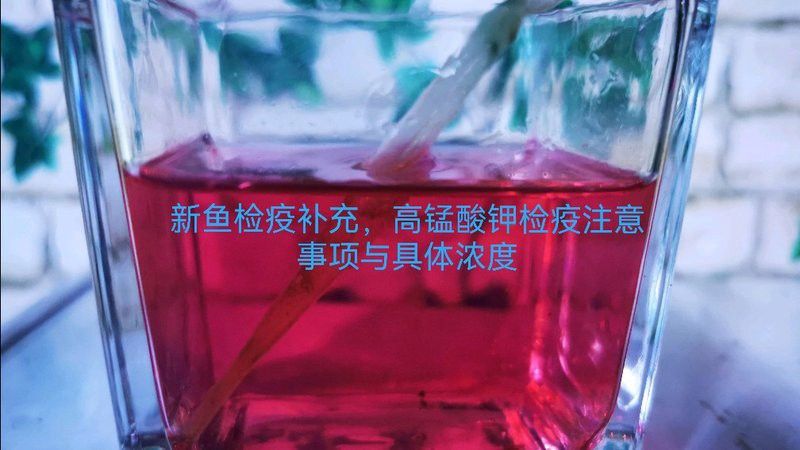 檢疫期間金龍魚需要停食嗎？