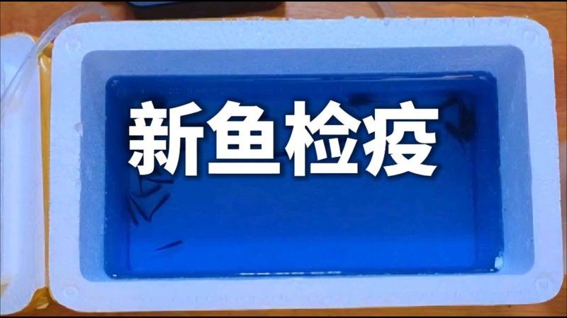檢疫期間金龍魚需要停食嗎？