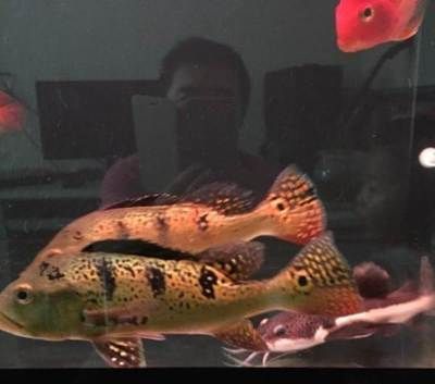 龍魚最便宜多少錢（如何辨別龍魚品相,龍魚市場價格波動原因）