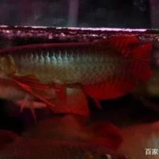金龍魚產卵繁殖：金龍魚怎么繁殖
