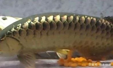 金龍魚產卵繁殖：金龍魚怎么繁殖