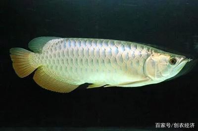 金龍魚產卵繁殖：金龍魚怎么繁殖