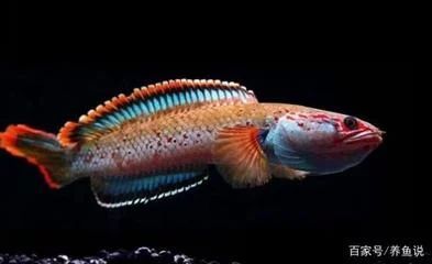 金龍魚產卵繁殖：金龍魚怎么繁殖