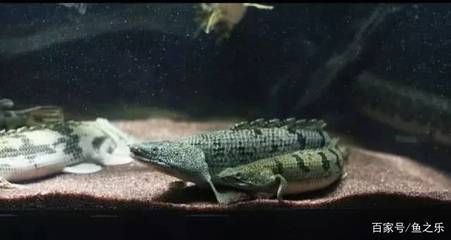 龍魚和恐龍混養(yǎng)（如何成功混養(yǎng)恐龍魚和金龍魚？）