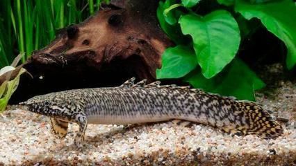 龍魚(yú)和恐龍混養(yǎng)（如何成功混養(yǎng)恐龍魚(yú)和金龍魚(yú)？）