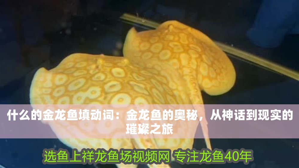 什么的金龍魚填動(dòng)詞：金龍魚的奧秘，從神話到現(xiàn)實(shí)的璀璨之旅
