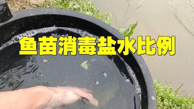 紅龍魚苗換水后如何消毒？