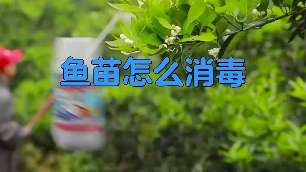 紅龍魚苗換水后如何消毒？