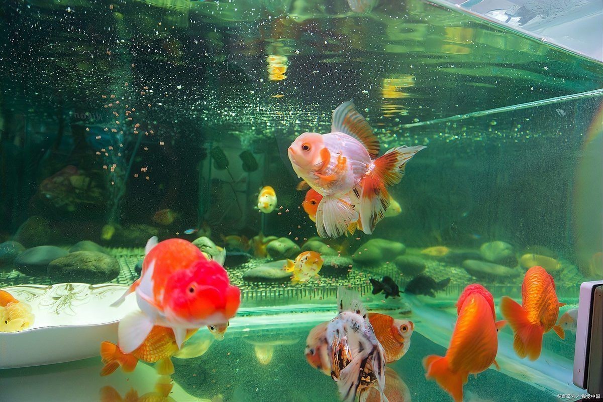 紅龍魚苗換水后如何消毒？