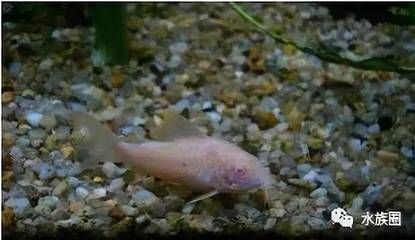 龍魚缸安裝視頻全過程：龍魚缸安裝視頻，從選購到完美安裝的完整指南