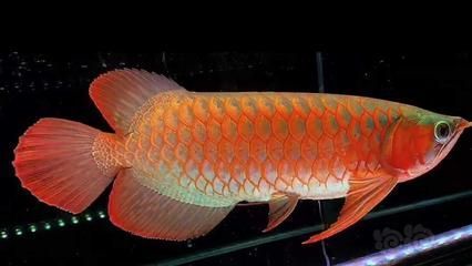 龍魚外形描寫片段：觀賞魚市場上最受歡迎的龍魚品種之一，紅龍、過背金龍