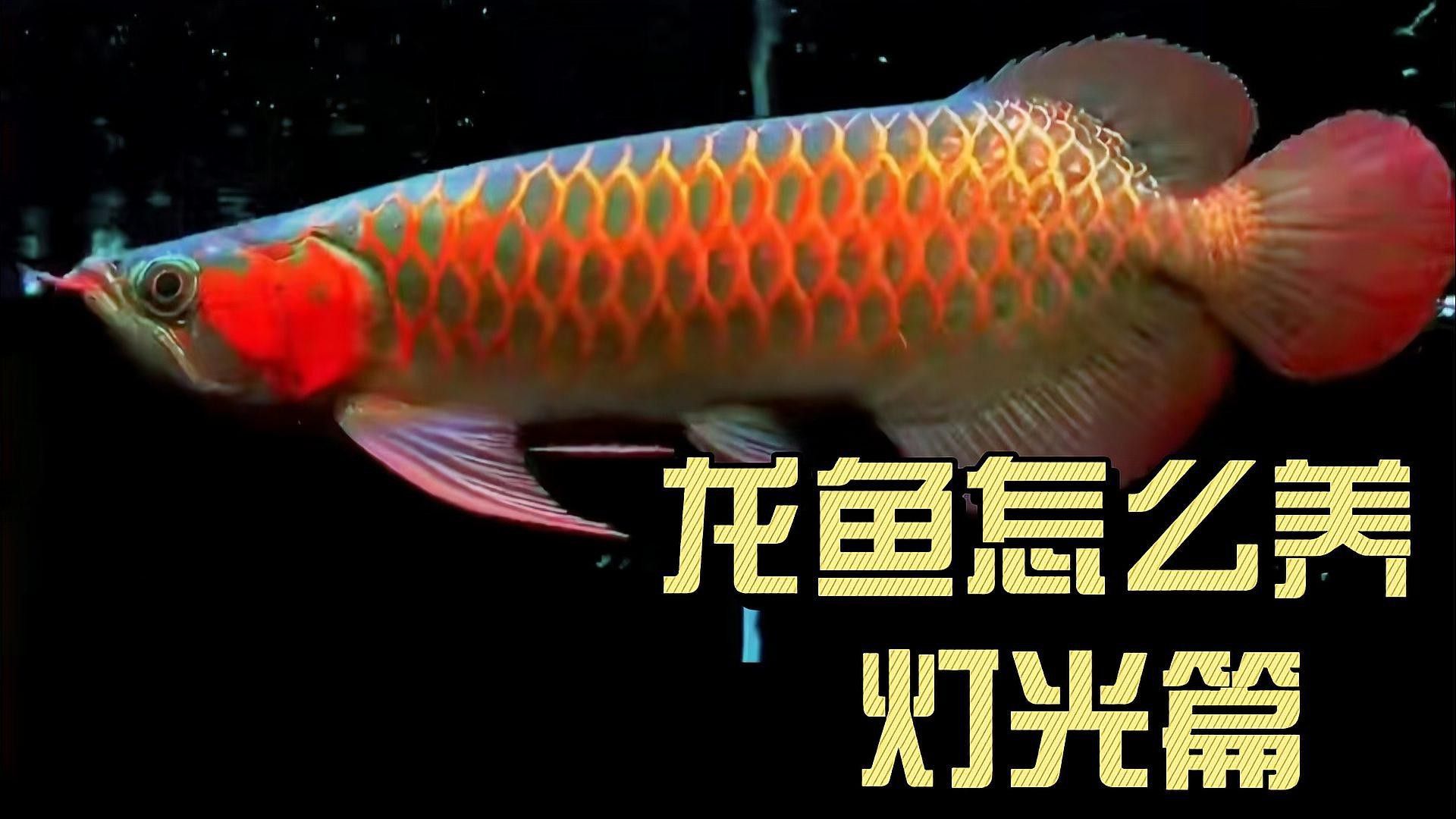 金龍魚 燈光