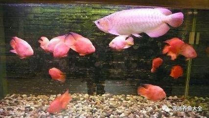 金龍魚32度水溫可以存活嗎（金龍魚水溫多少度最好金龍魚水溫多少度最好）