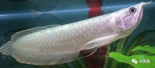 龍魚不動(dòng) 怎么救：龍魚不動(dòng)可能有多種原因